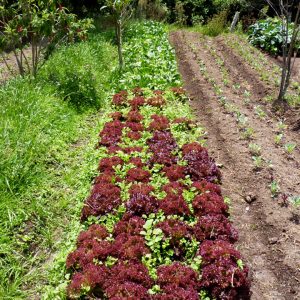 Granja-CERO-Home-Fondo-Agropecuario-Cama-Lechuga-2