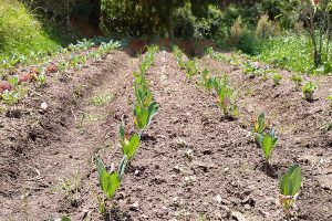 Granja CERO Slider Fondo Agropecuario 1 cama plantulas2