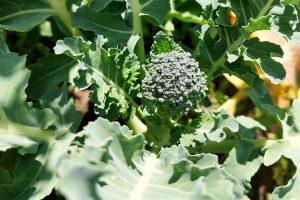 Granja CERO Slider Fondo Agropecuario 2 brocoli 2