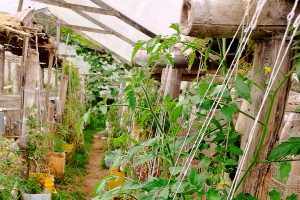 Granja CERO Slider Fondo Agropecuario 3 tomate 1